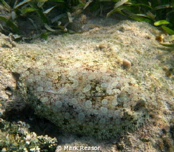 Peacock flounder resting on a rock; can you find me? by Mark Reasor 